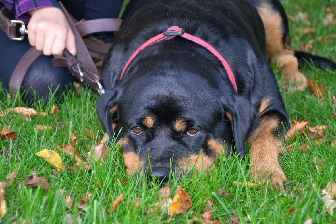 Rottweiler Kia billede 3