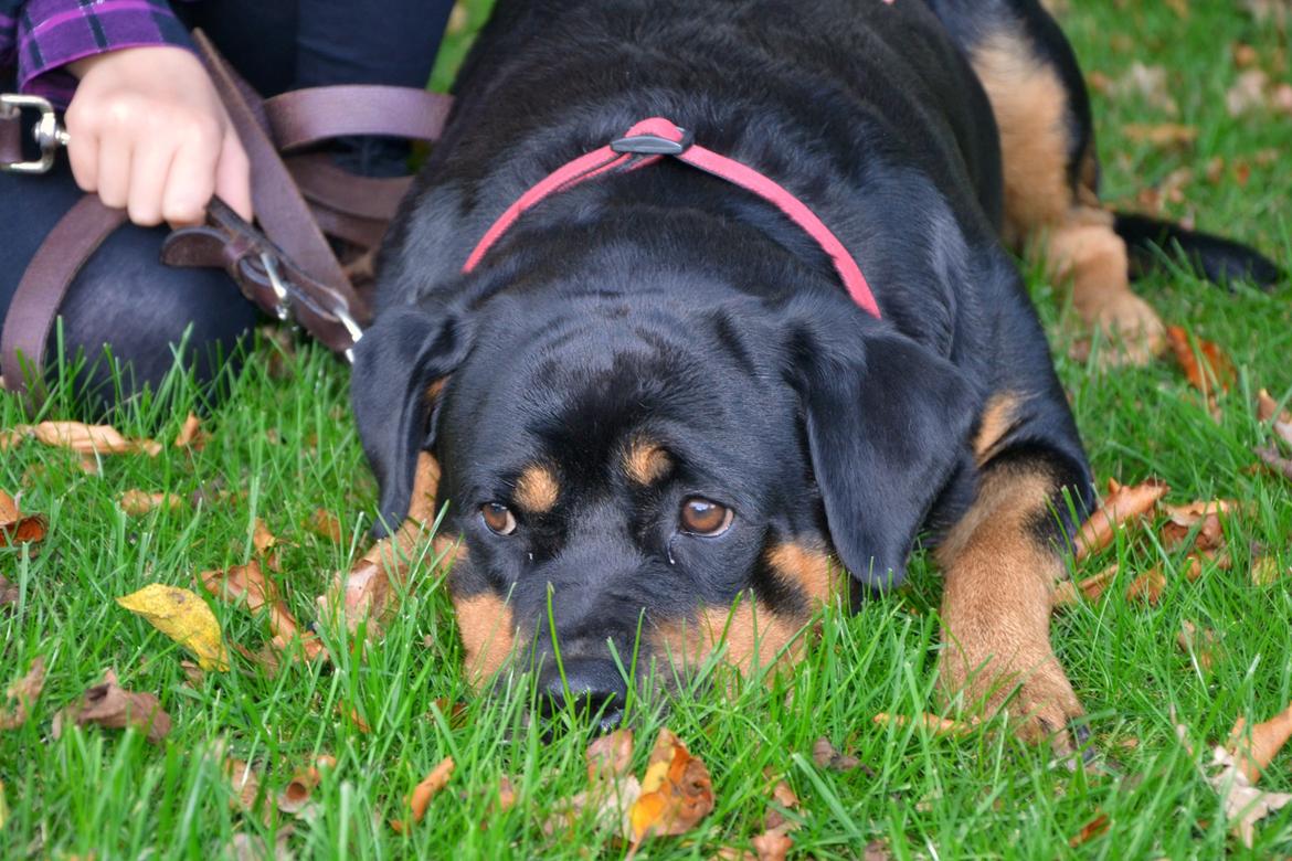 Rottweiler Kia billede 4
