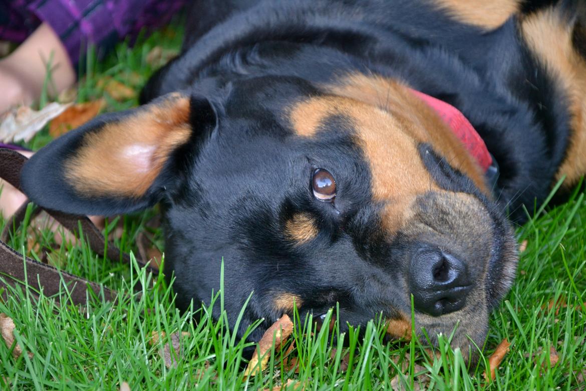 Rottweiler Kia - Grimme lille Kia... <3 billede 6