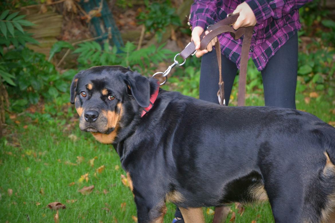 Rottweiler Kia billede 7