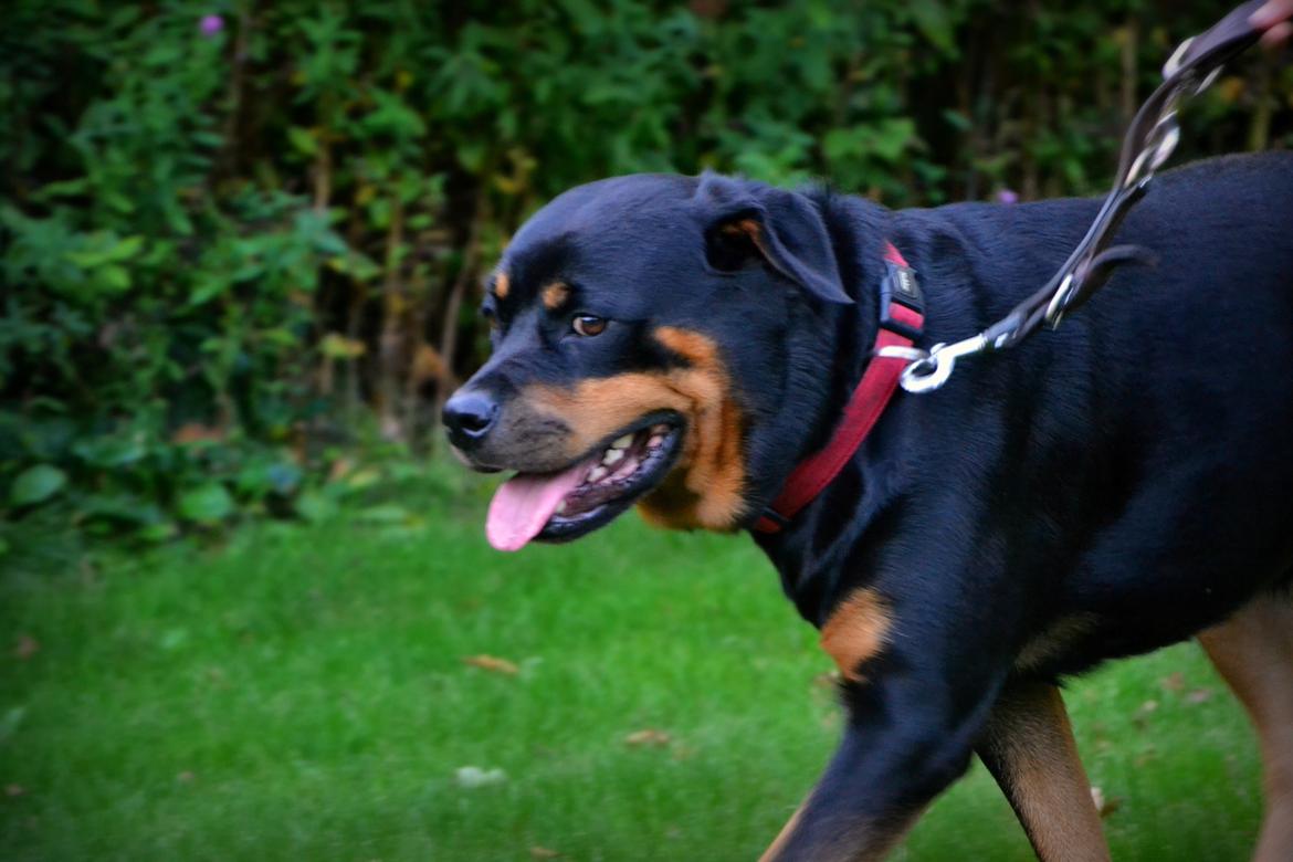 Rottweiler Kia billede 8