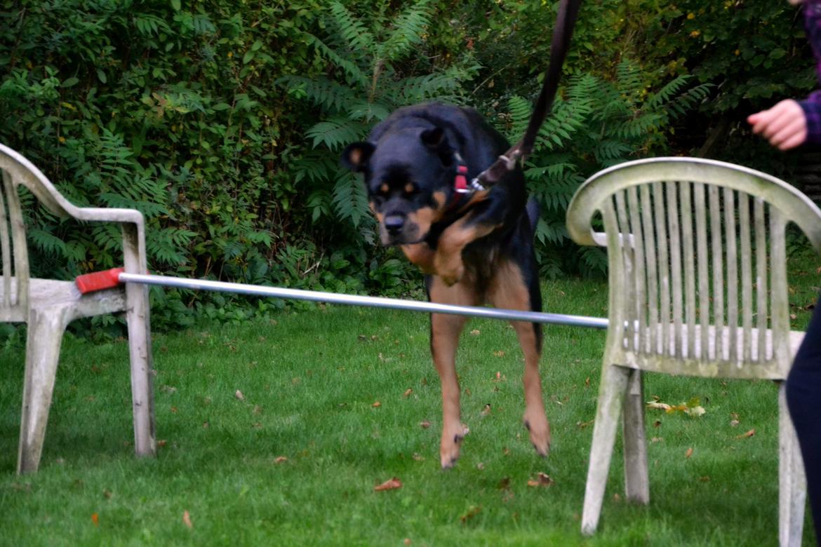 Rottweiler Kia - Kia springer 50 cm billede 9