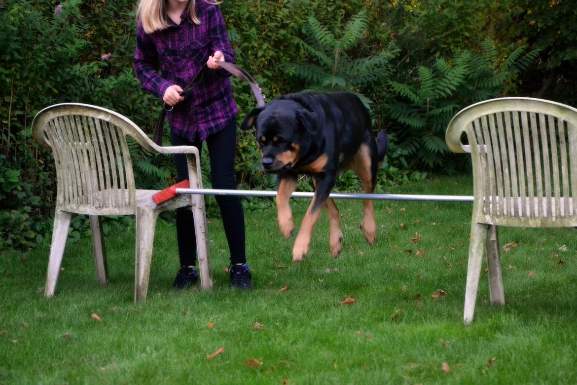 Rottweiler Kia - 50 cm billede 10