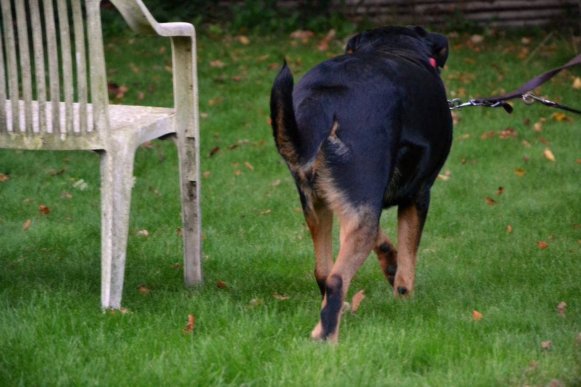 Rottweiler Kia billede 12