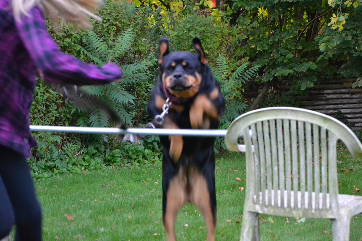 Rottweiler Kia - 1 meter billede 11