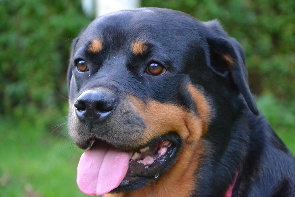 Rottweiler Kia billede 13