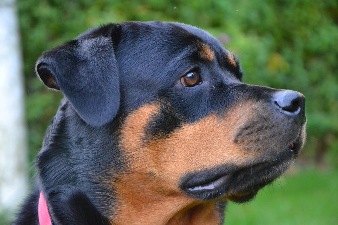 Rottweiler Kia billede 14