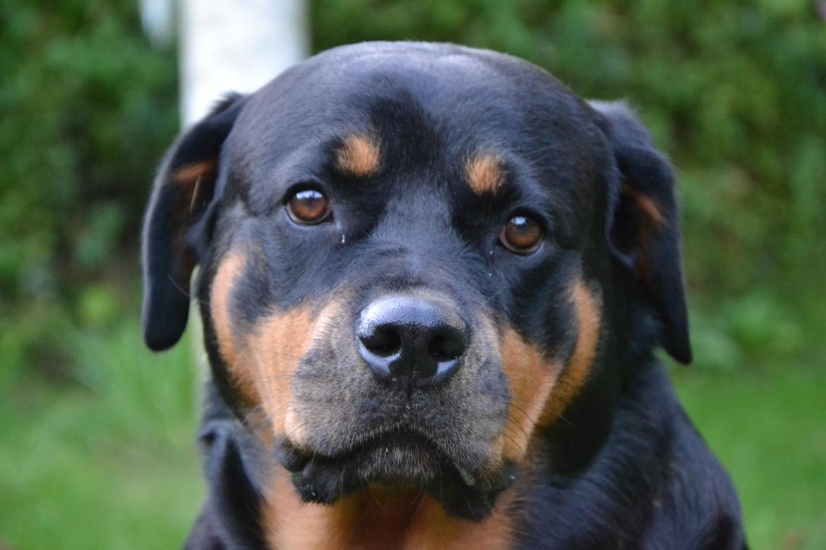 Rottweiler Kia billede 15