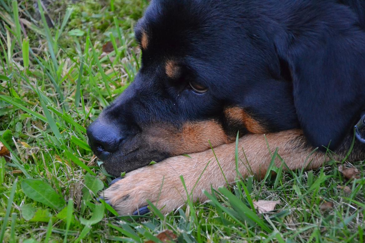 Rottweiler Kia - Flæske hunden var træt efter, at have sprunget :D billede 17
