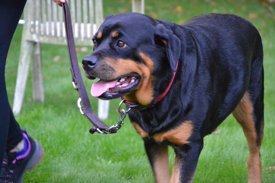 Rottweiler Kia billede 16