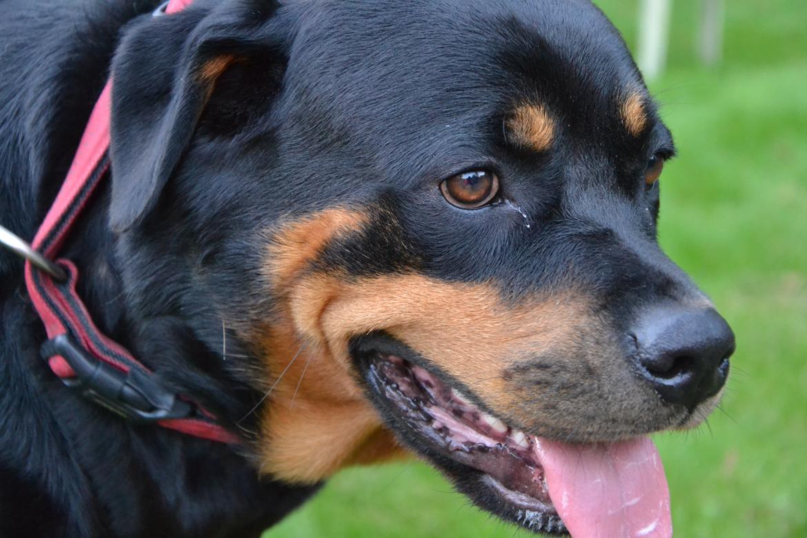 Rottweiler Kia billede 18