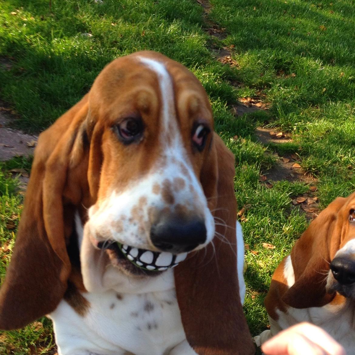 Basset hound Paddington billede 26