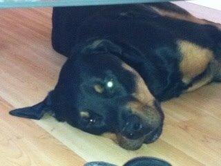 Rottweiler Coco . R.I.P billede 1