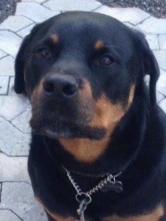 Rottweiler Coco . R.I.P billede 3