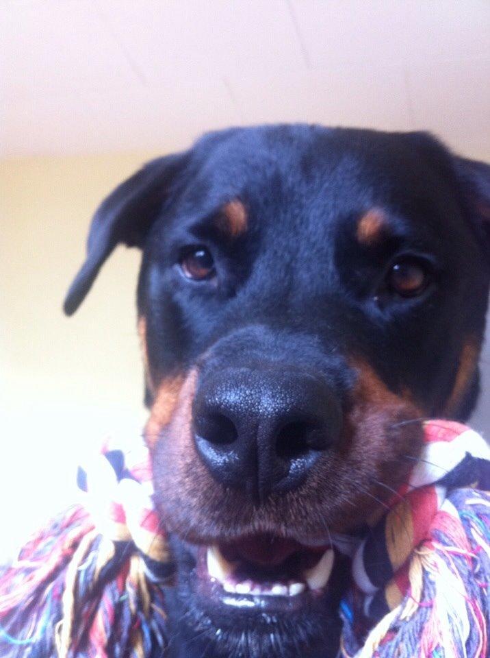 Rottweiler Coco . R.I.P billede 2