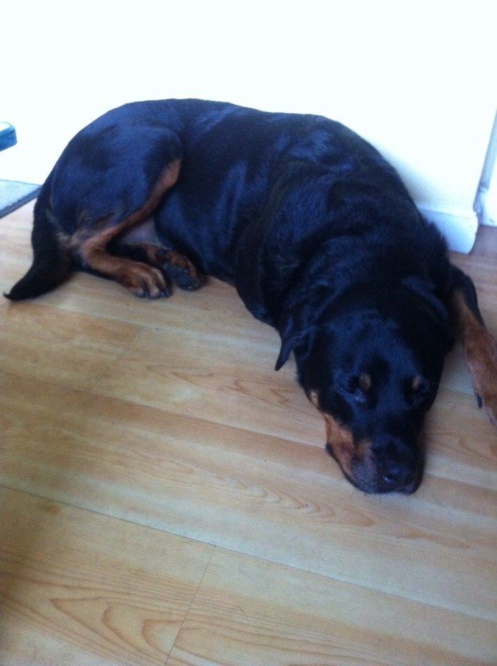 Rottweiler Coco . R.I.P billede 4