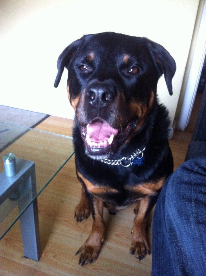 Rottweiler Coco . R.I.P billede 5