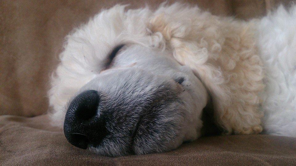 Storpuddel Tula billede 8