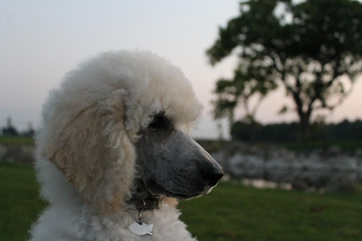 Storpuddel Tula - 11 uger billede 30