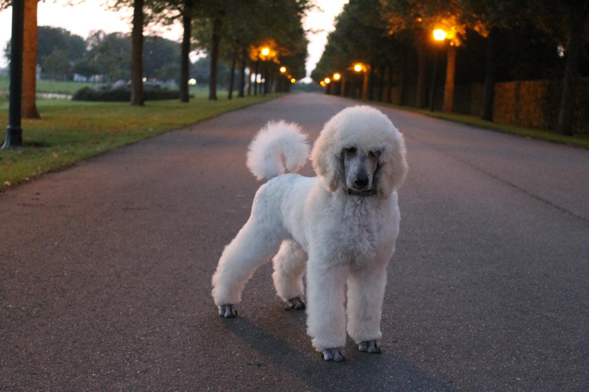 Storpuddel Tula - 11 uger billede 7