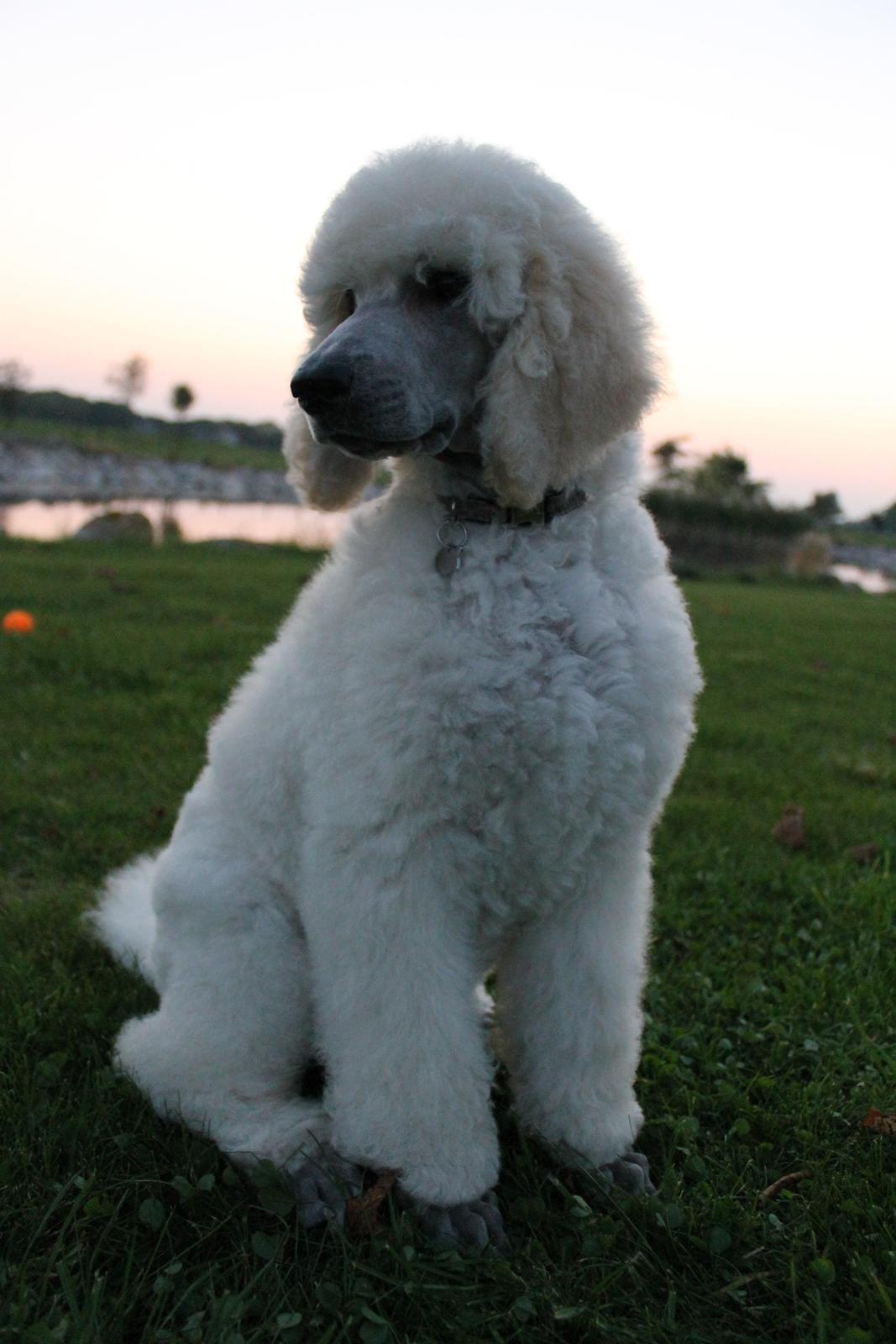 Storpuddel Tula - 11 uger billede 28