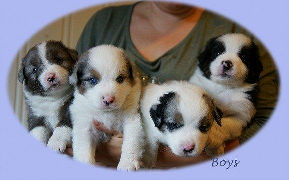 Australian shepherd Tamburengas Buckingham Palace billede 3