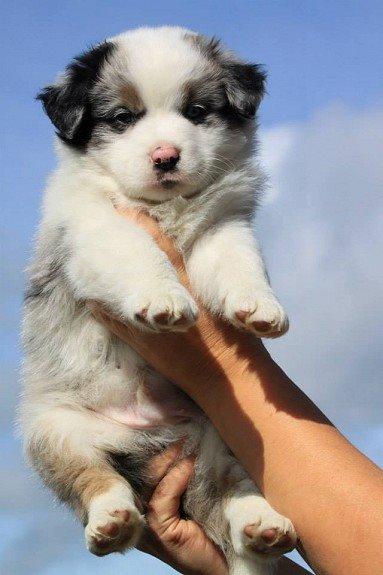 Australian shepherd Tamburengas Buckingham Palace billede 2