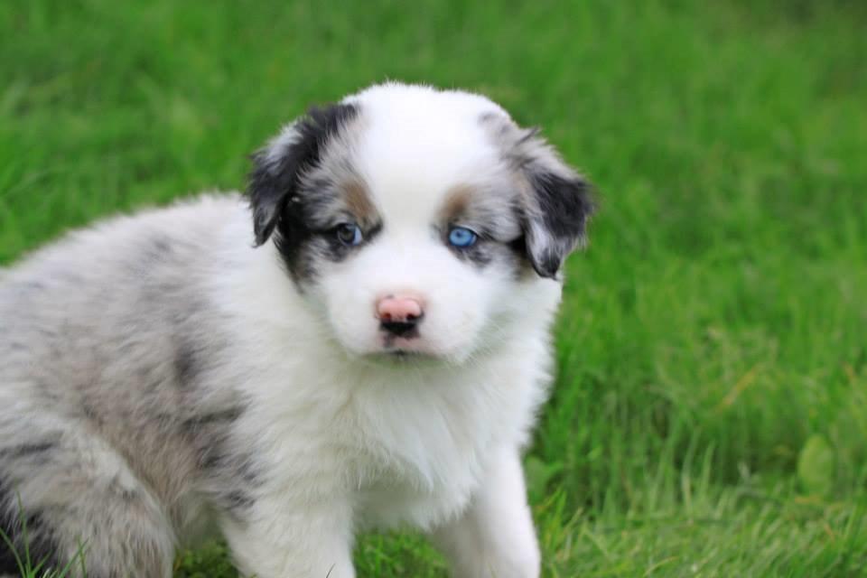 Australian shepherd Tamburengas Buckingham Palace billede 4