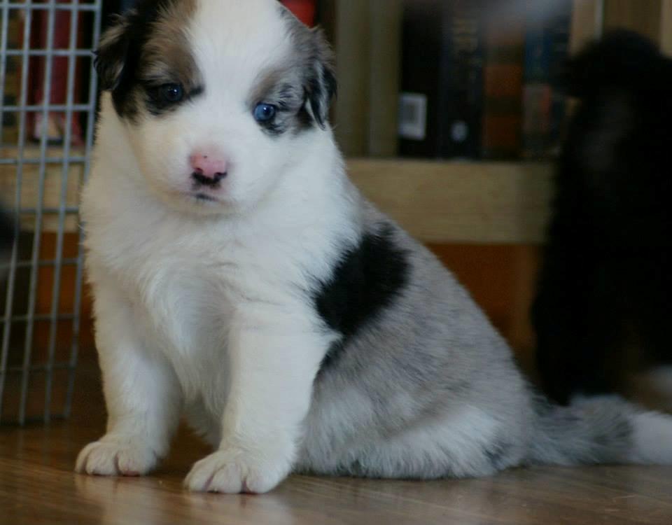 Australian shepherd Tamburengas Buckingham Palace billede 6