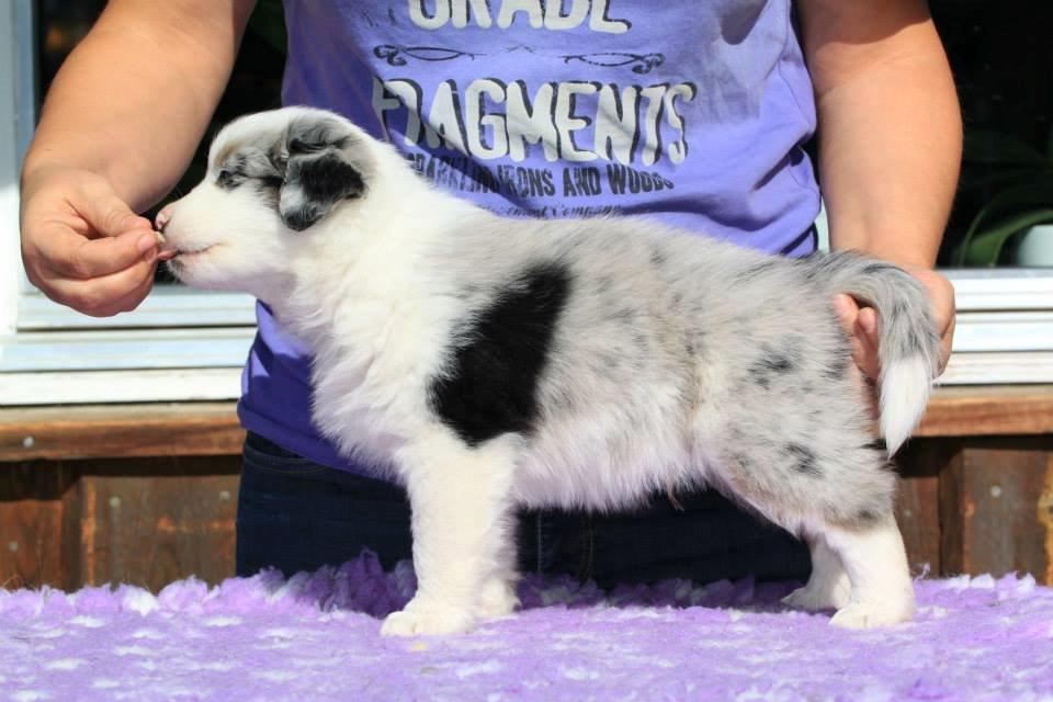 Australian shepherd Tamburengas Buckingham Palace billede 5