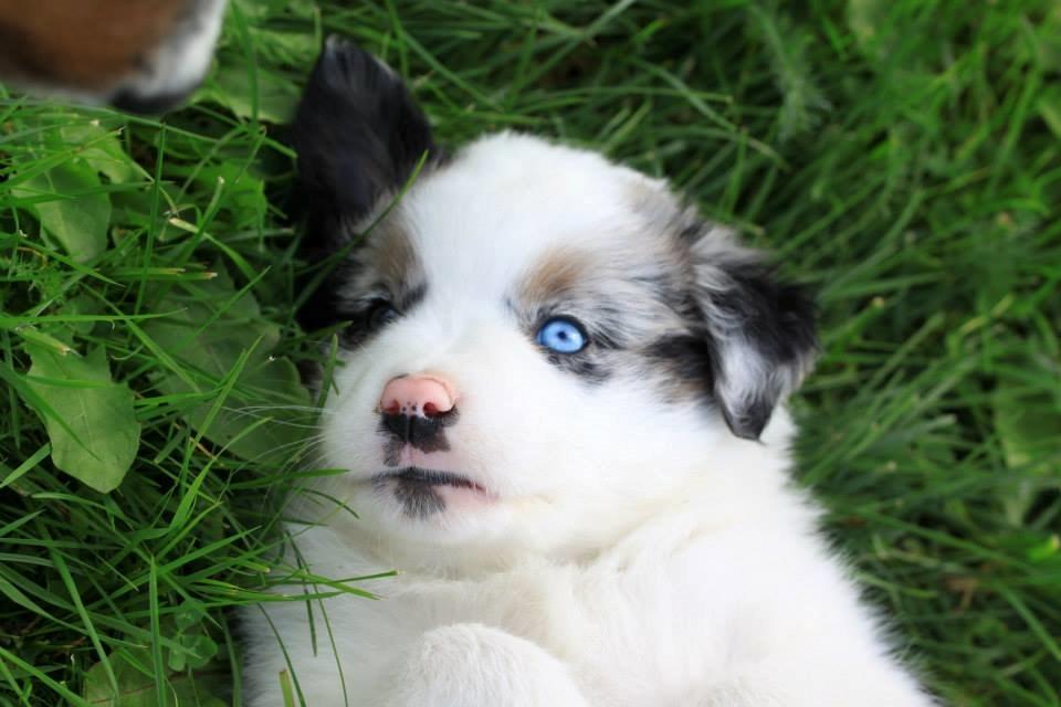 Australian shepherd Tamburengas Buckingham Palace billede 7