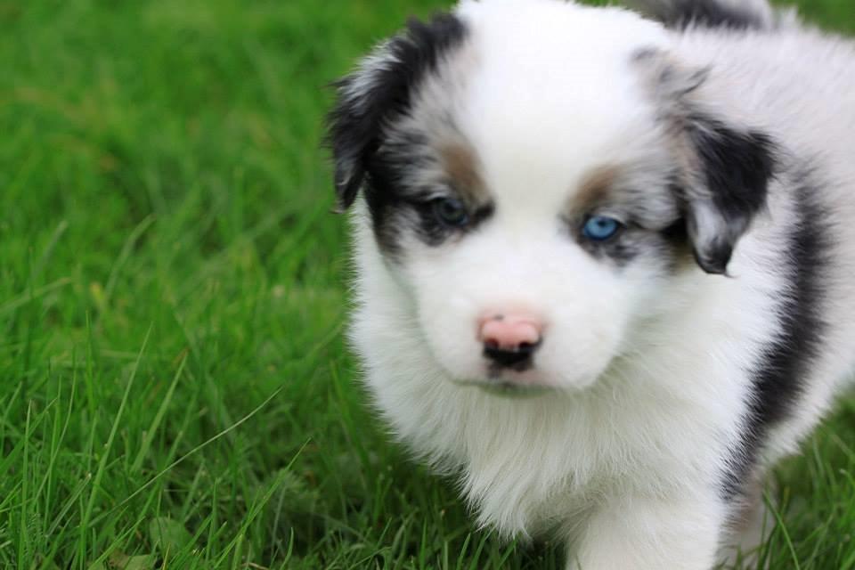 Australian shepherd Tamburengas Buckingham Palace billede 9