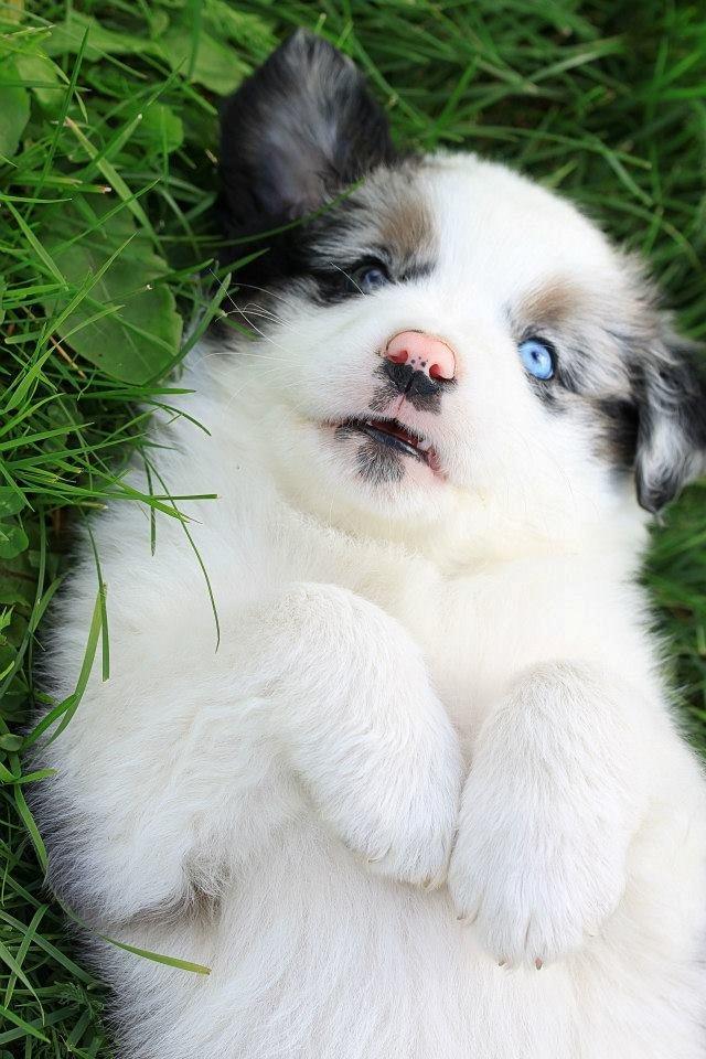 Australian shepherd Tamburengas Buckingham Palace billede 10