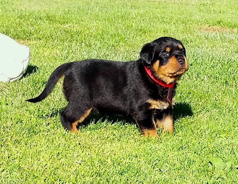 Rottweiler Kakestto´s Lucie billede 2