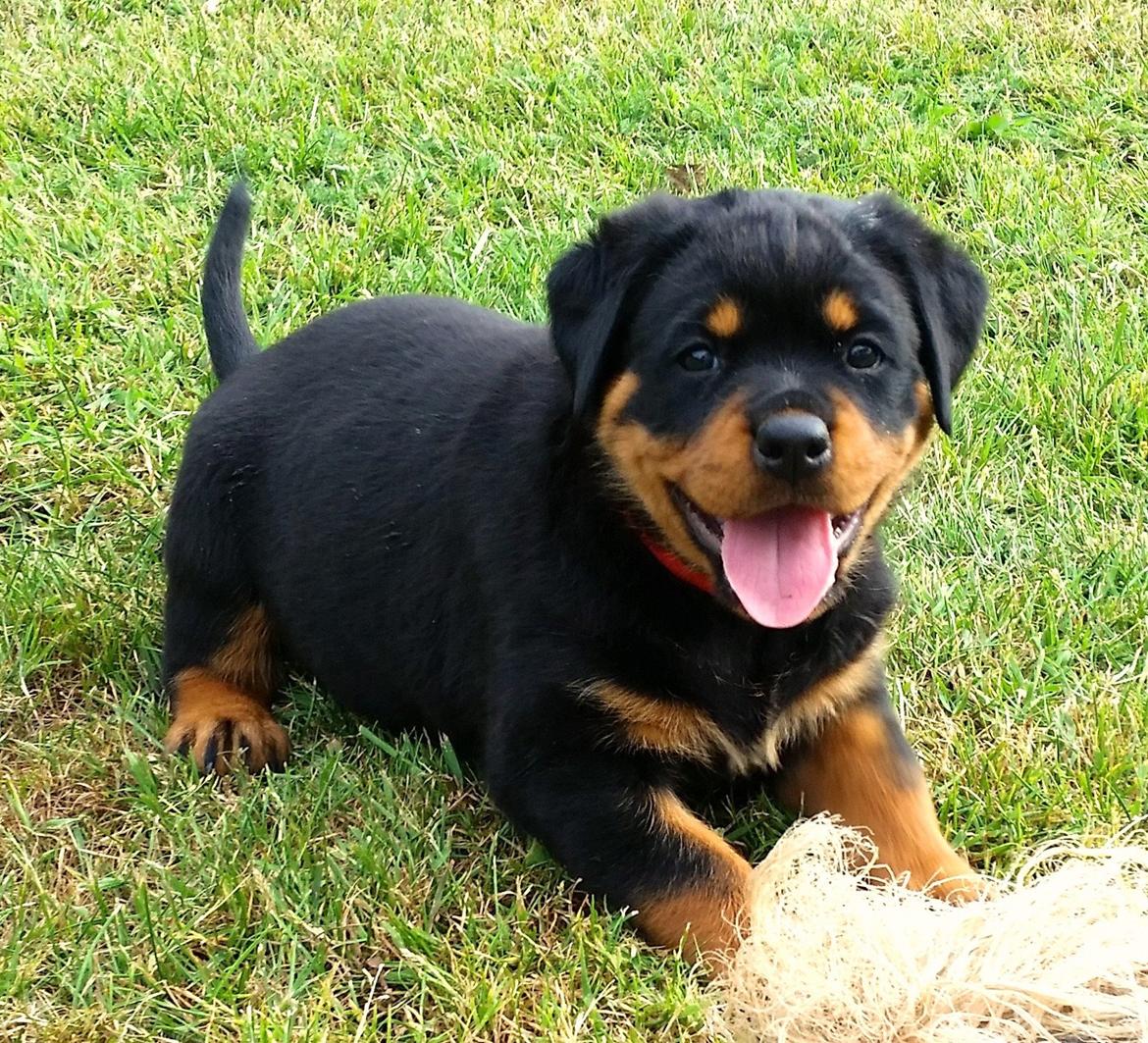 Rottweiler Kakestto´s Lucie billede 4