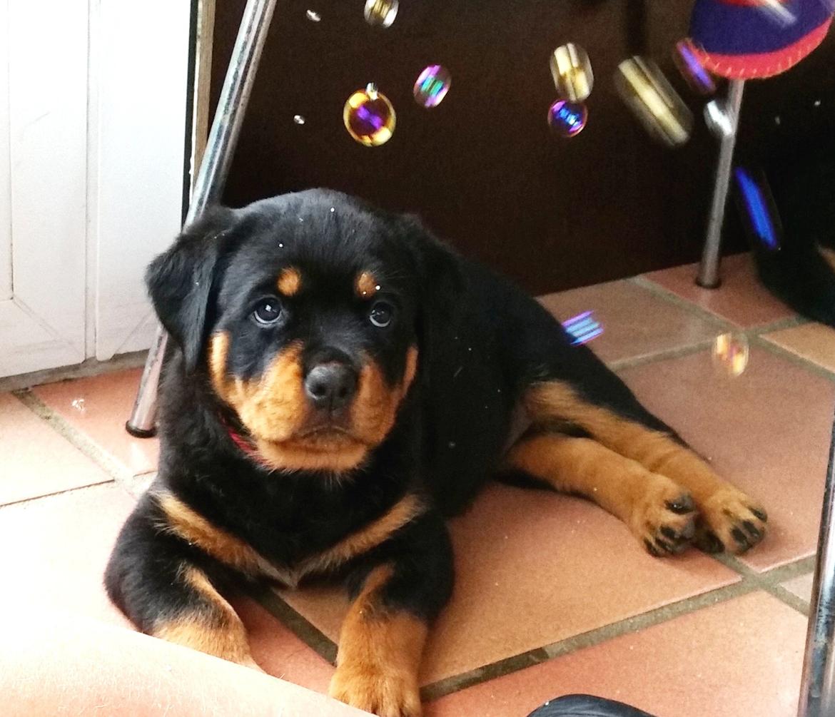Rottweiler Kakestto´s Lucie billede 5