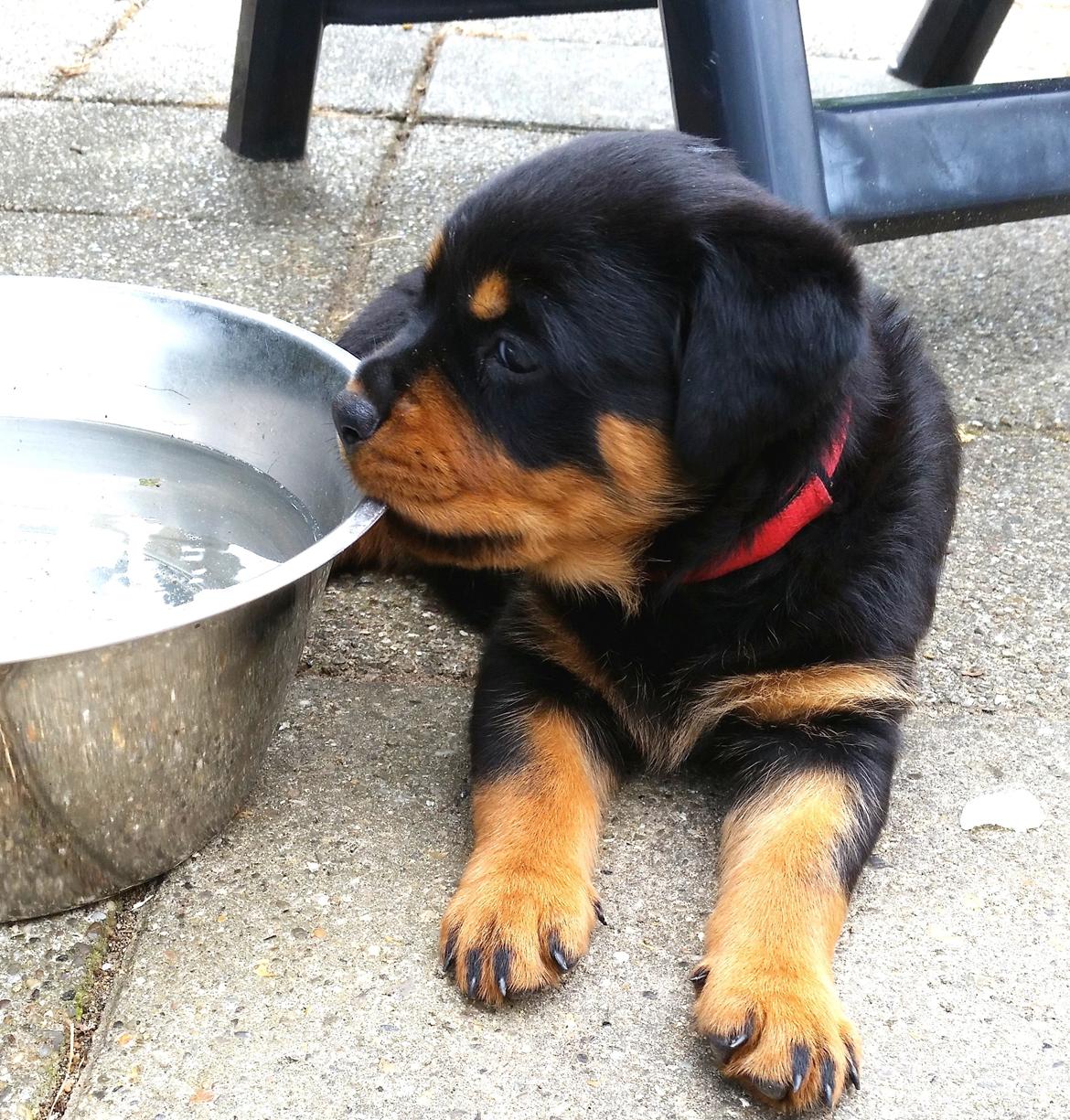 Rottweiler Kakestto´s Lucie billede 3