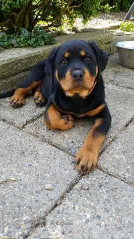 Rottweiler Kakestto´s Lucie billede 7