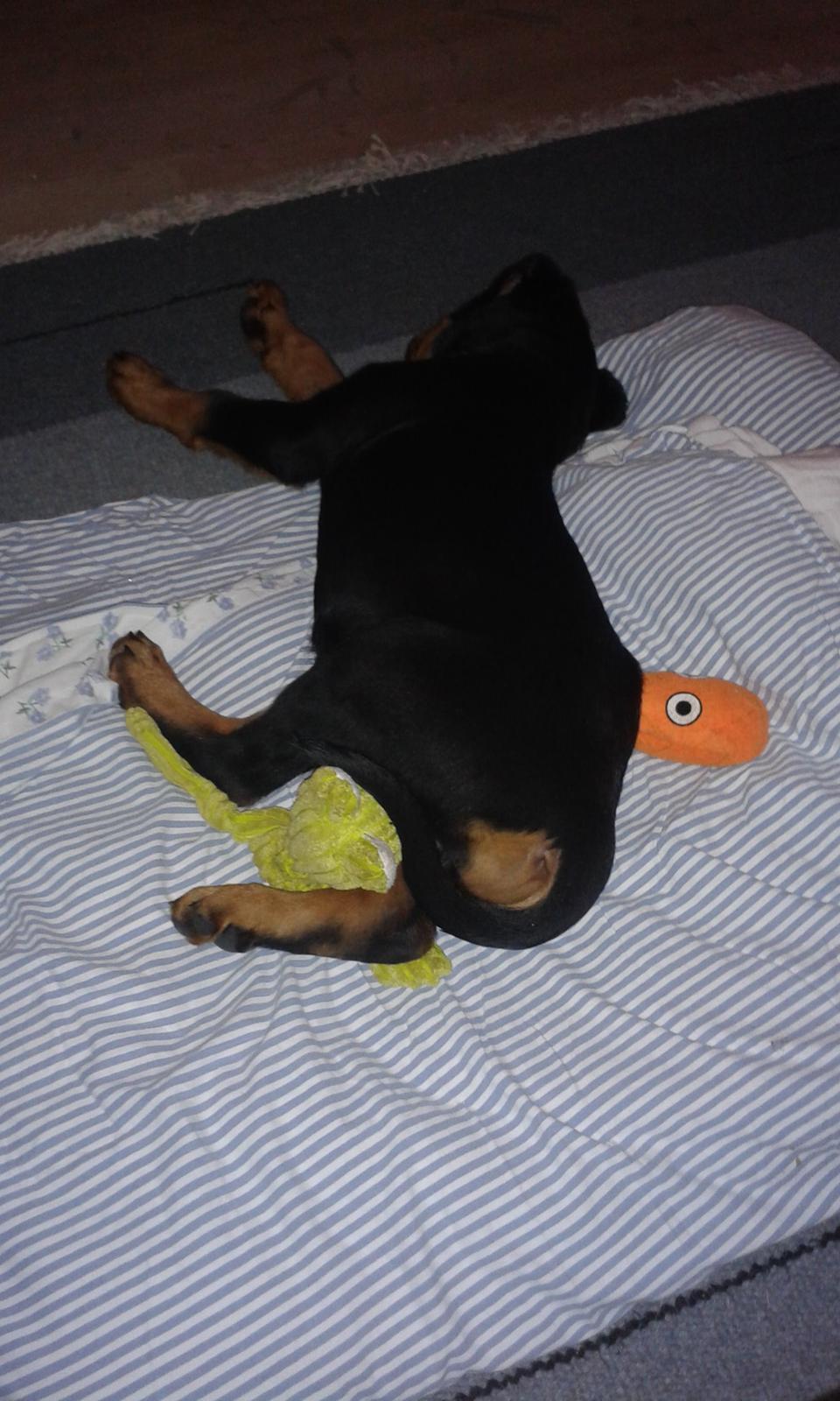 Rottweiler Kakestto´s Lucie billede 8