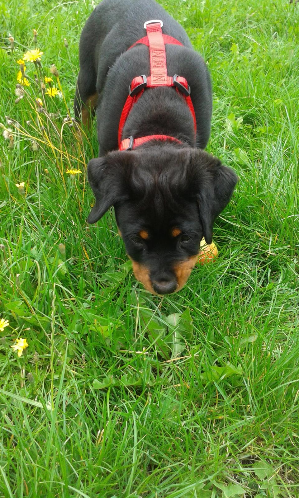 Rottweiler Kakestto´s Lucie billede 9