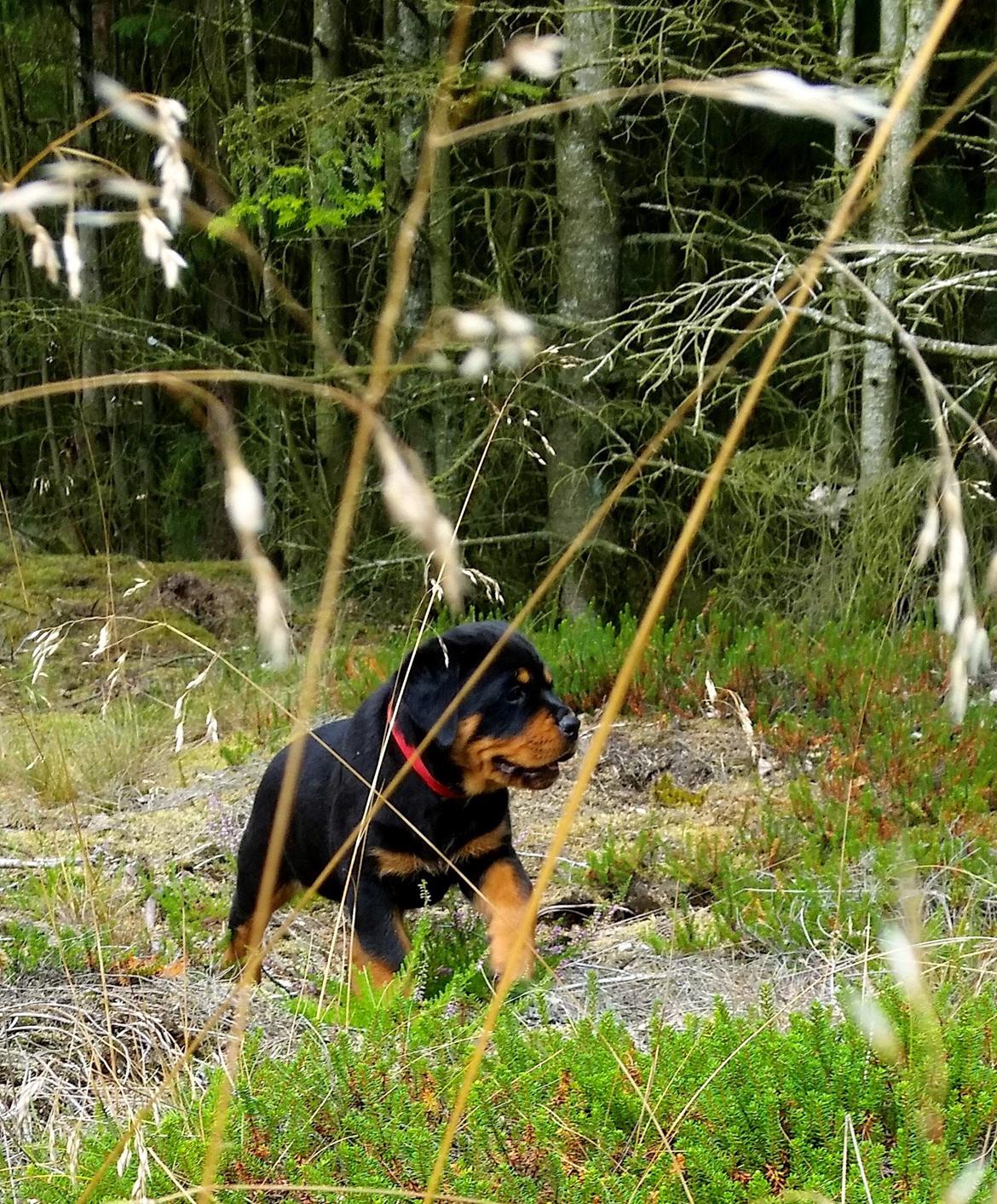 Rottweiler Kakestto´s Lucie billede 6
