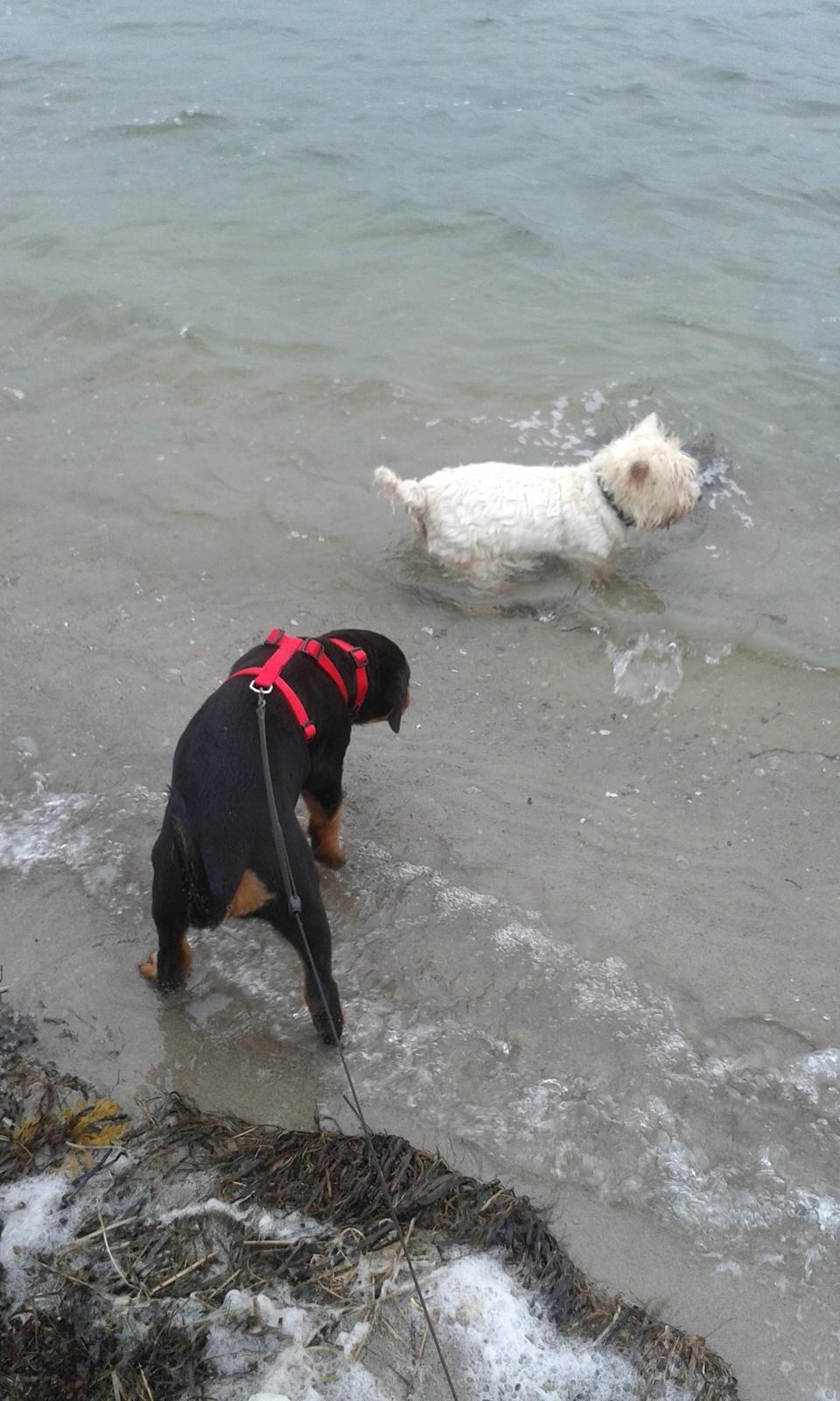 Rottweiler Kakestto´s Lucie billede 10