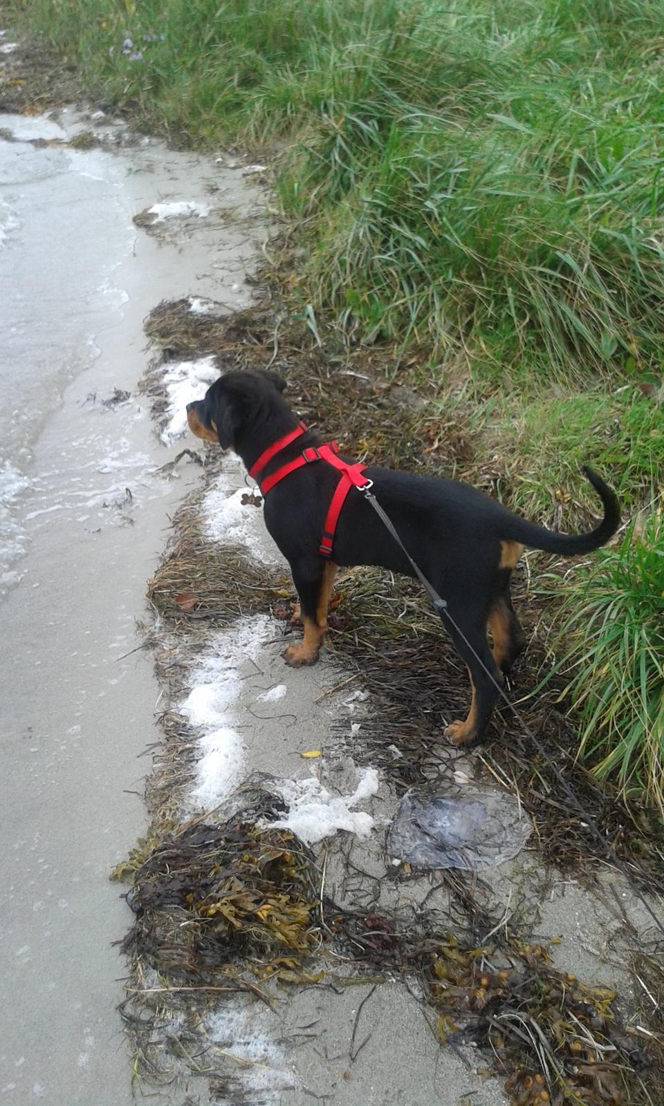 Rottweiler Kakestto´s Lucie billede 12