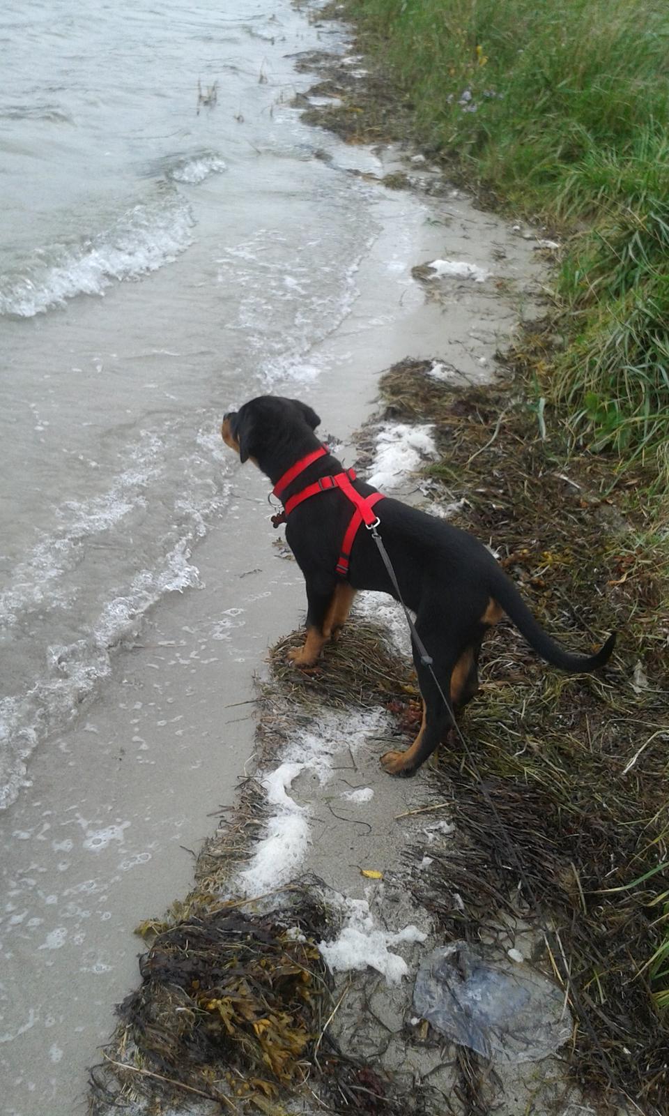 Rottweiler Kakestto´s Lucie billede 13