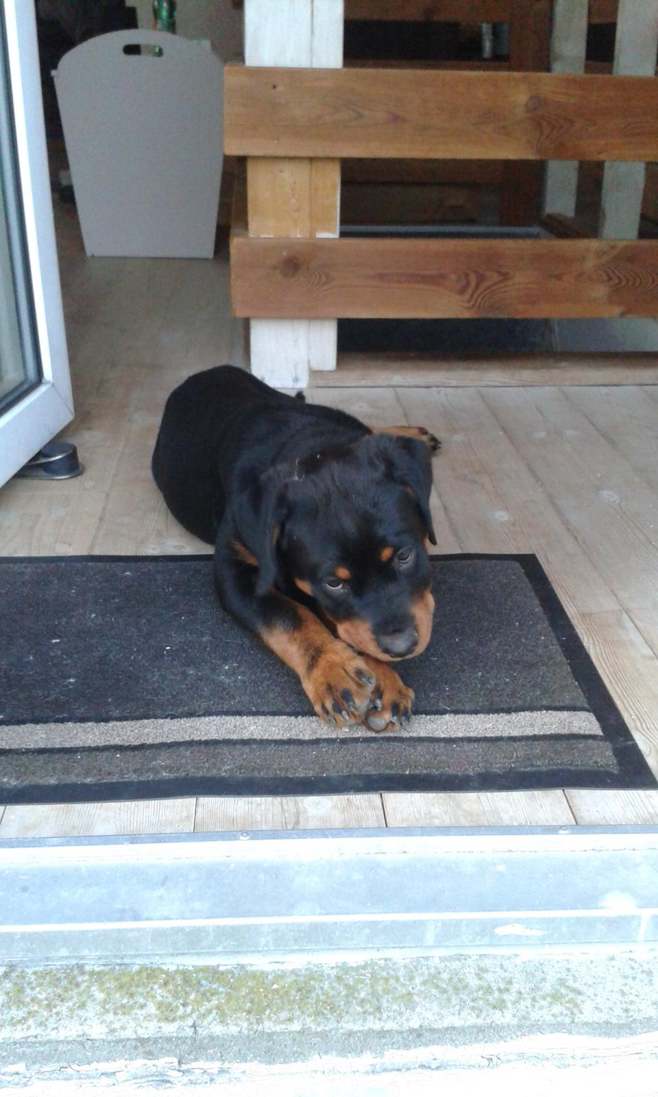 Rottweiler Kakestto´s Lucie billede 14