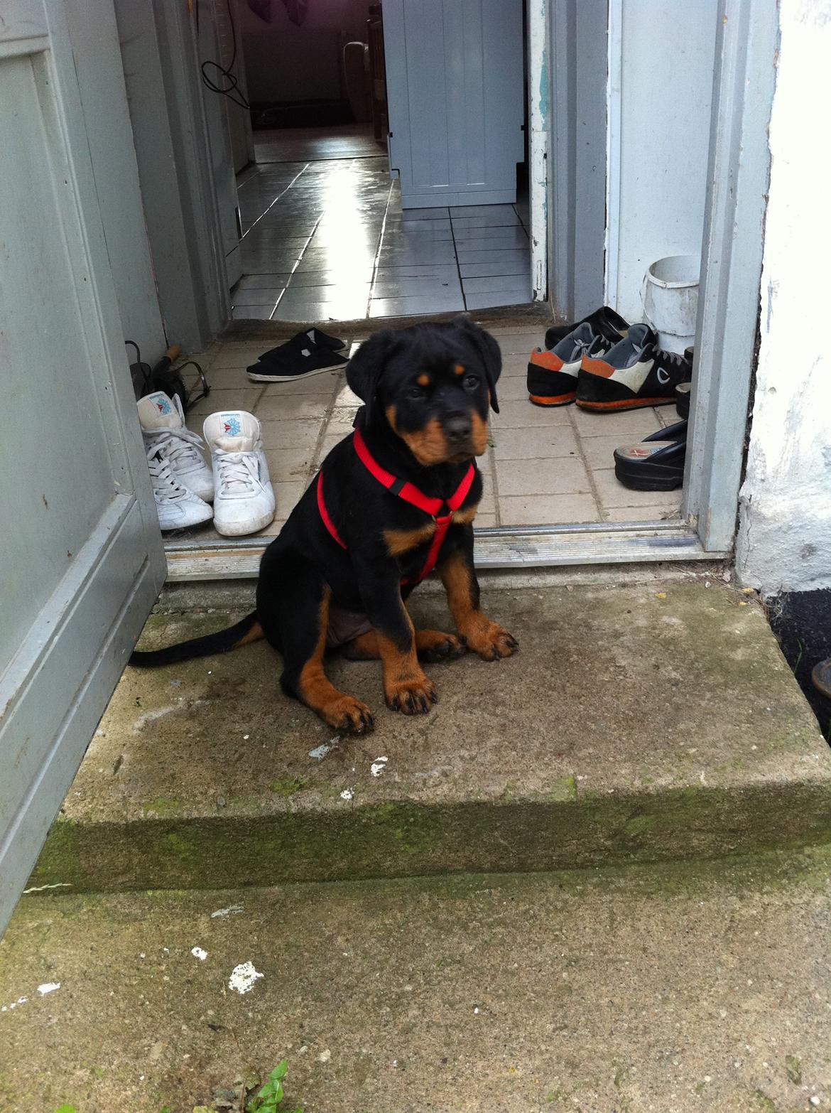 Rottweiler Kakestto´s Lucie billede 15