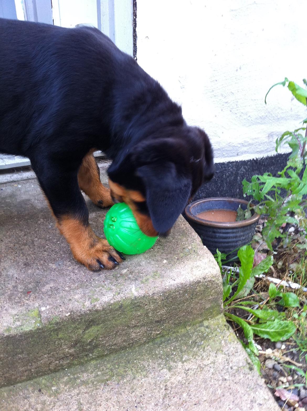 Rottweiler Kakestto´s Lucie billede 16