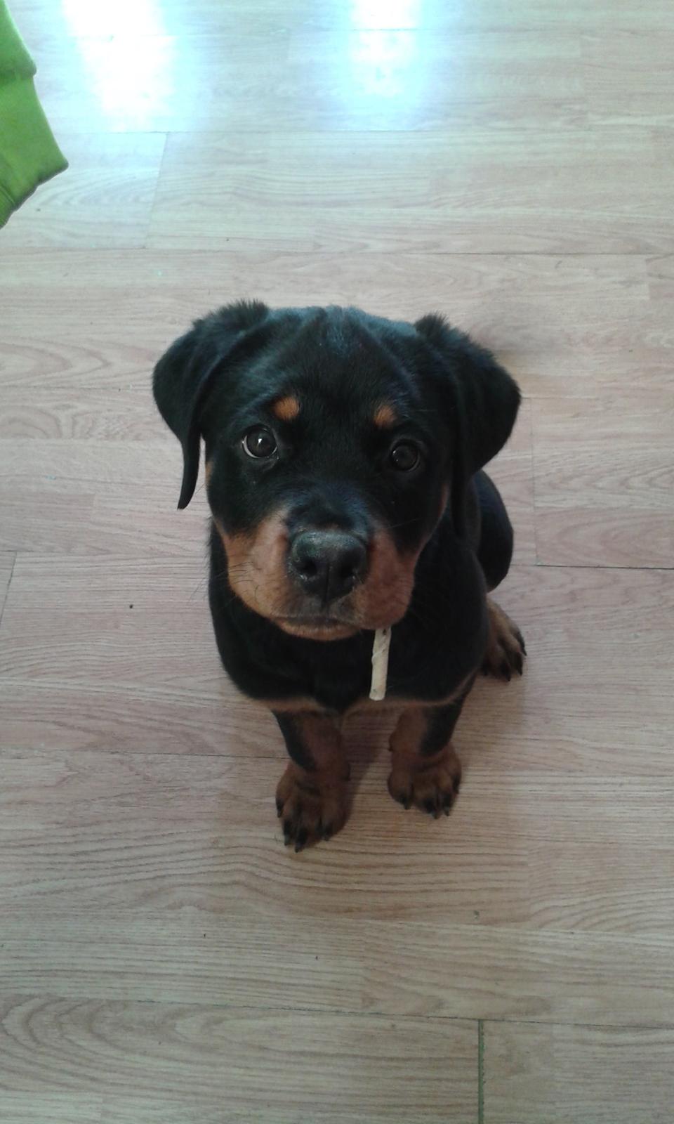 Rottweiler Kakestto´s Lucie billede 1