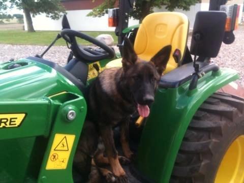 Schæferhund Cato billede 6