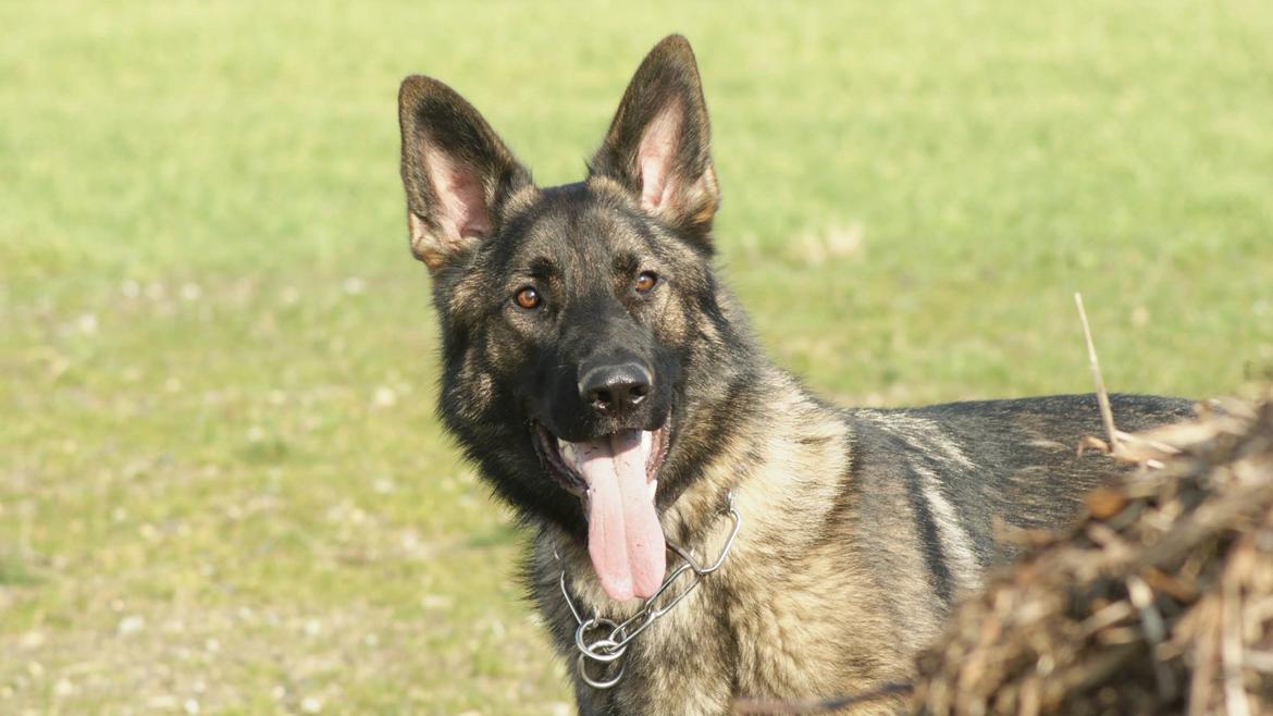 Schæferhund Cato billede 3